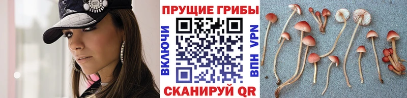 Псилоцибиновые грибы Psilocybe  купить наркоту  Пучеж 